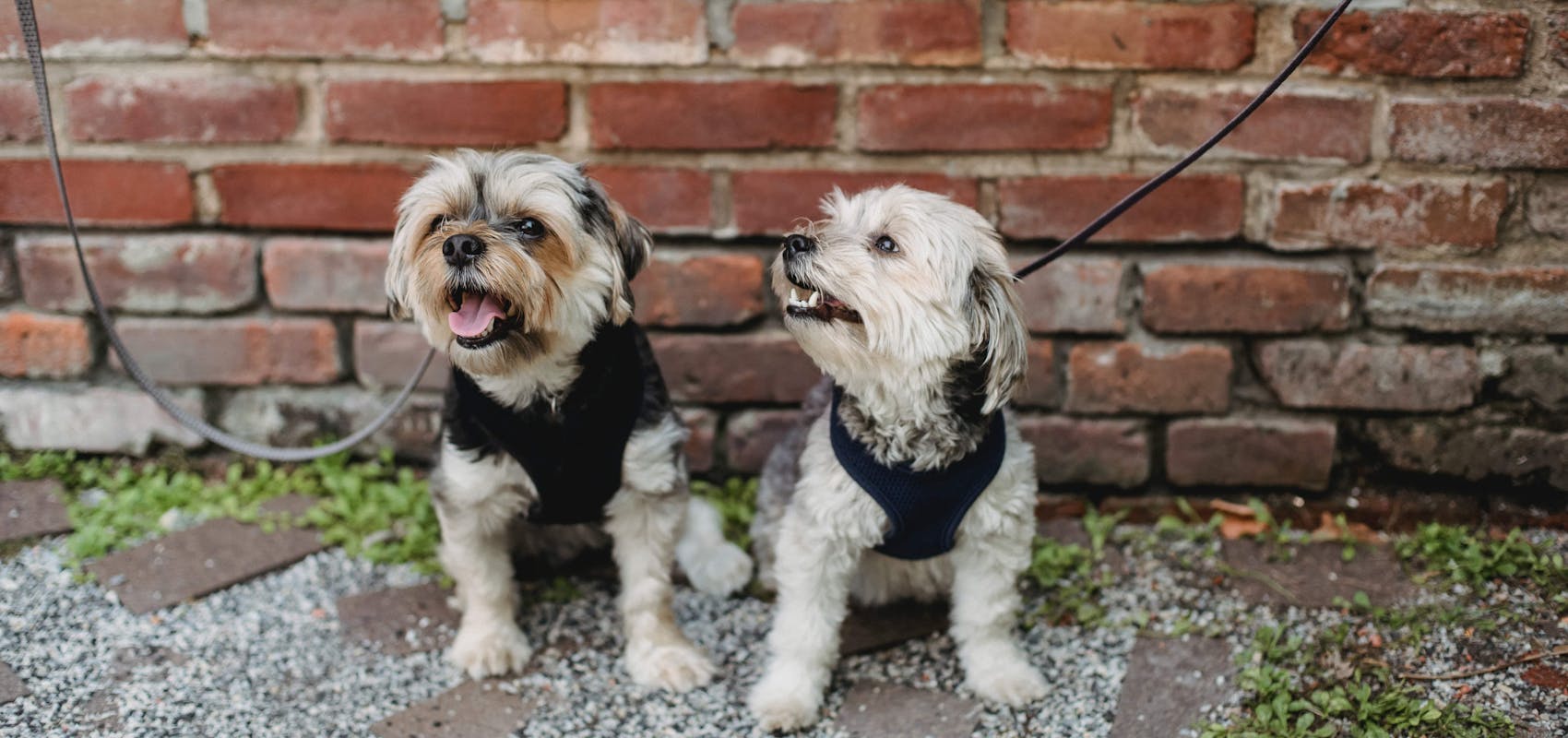 annonce garde d'animaux